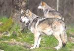 Wolves at Wolf Haven Interational